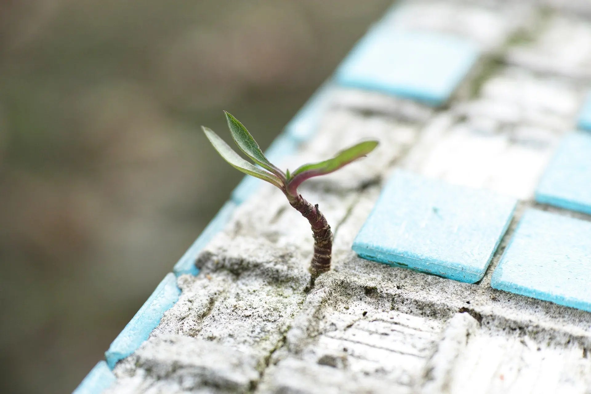 Autism & Life Expectancy